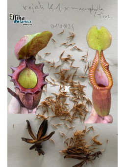 Nepenthes rajah K1x macrophylla T1 (gxEB24) (available : contact us)