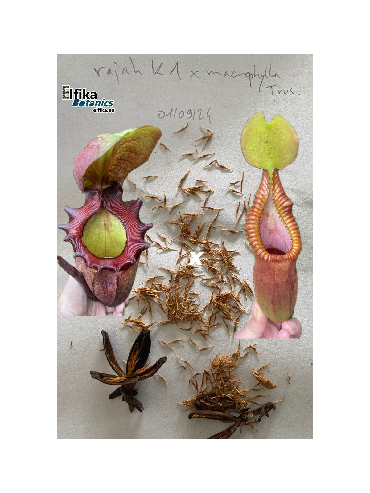 Nepenthes rajah K1x macrophylla T1 (gxEB24) (available : contact us)