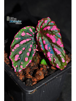 Begonia cf. negrosensis x daunhitam (gxEB24)