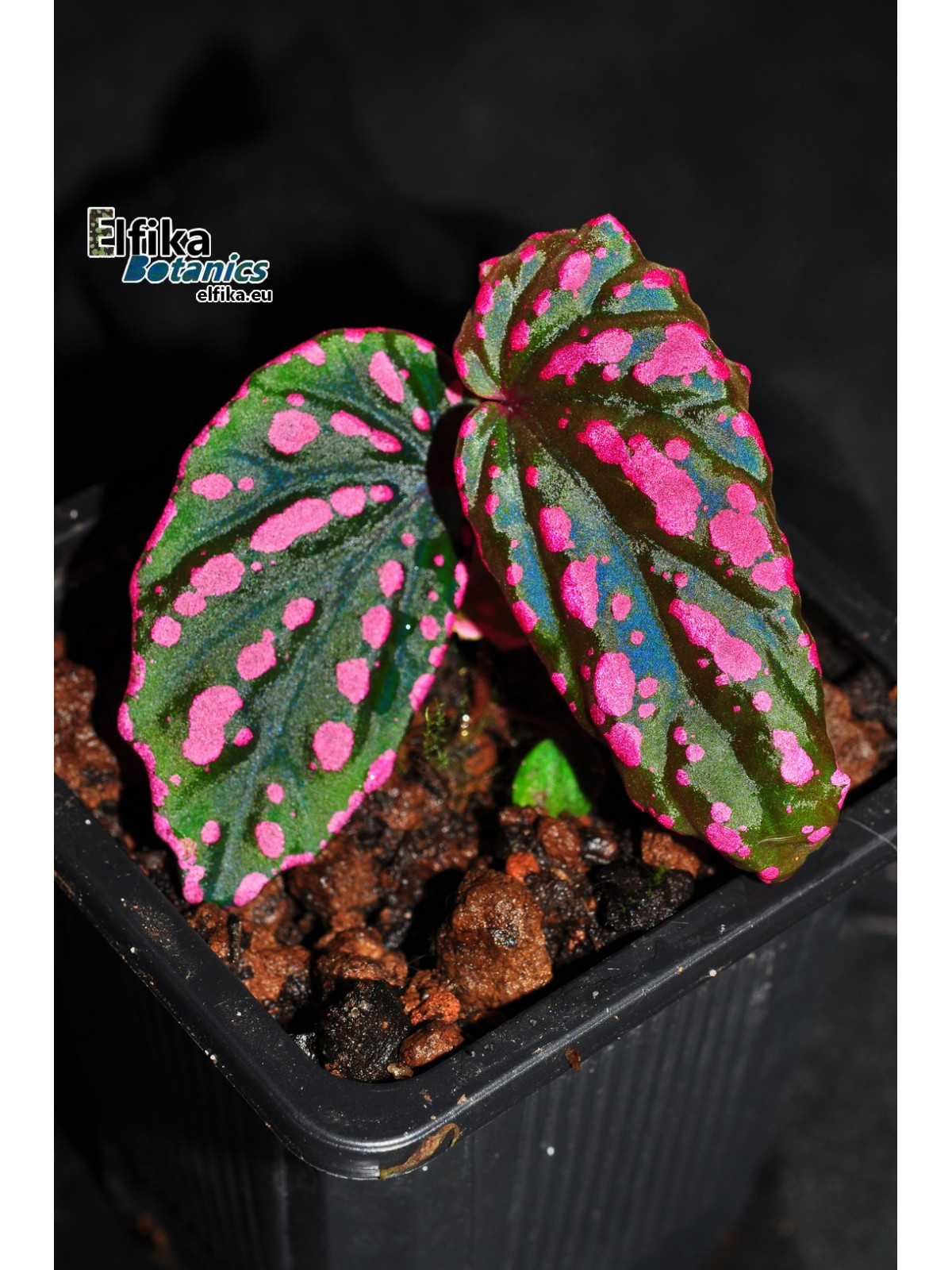 Begonia cf. negrosensis x daunhitam (gxEB24)