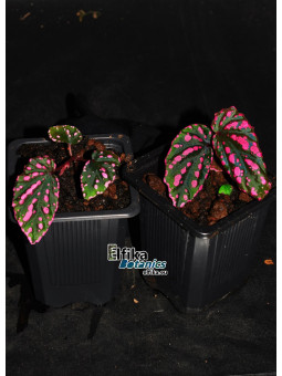 Begonia cf. negrosensis x daunhitam (gxEB24)