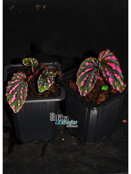 Begonia cf. negrosensis x daunhitam (gxEB24)