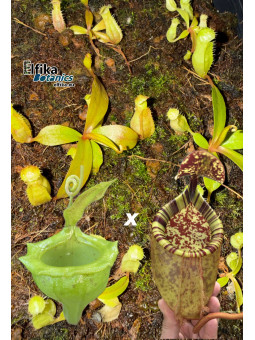 Nepenthes flava x palawanensis Jin Dan (gxEB24)