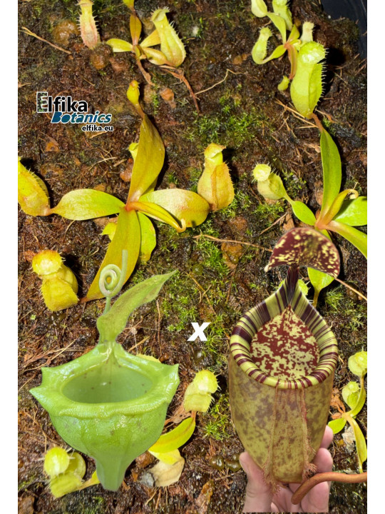 Nepenthes flava x palawanensis Jin Dan (gxEB24)