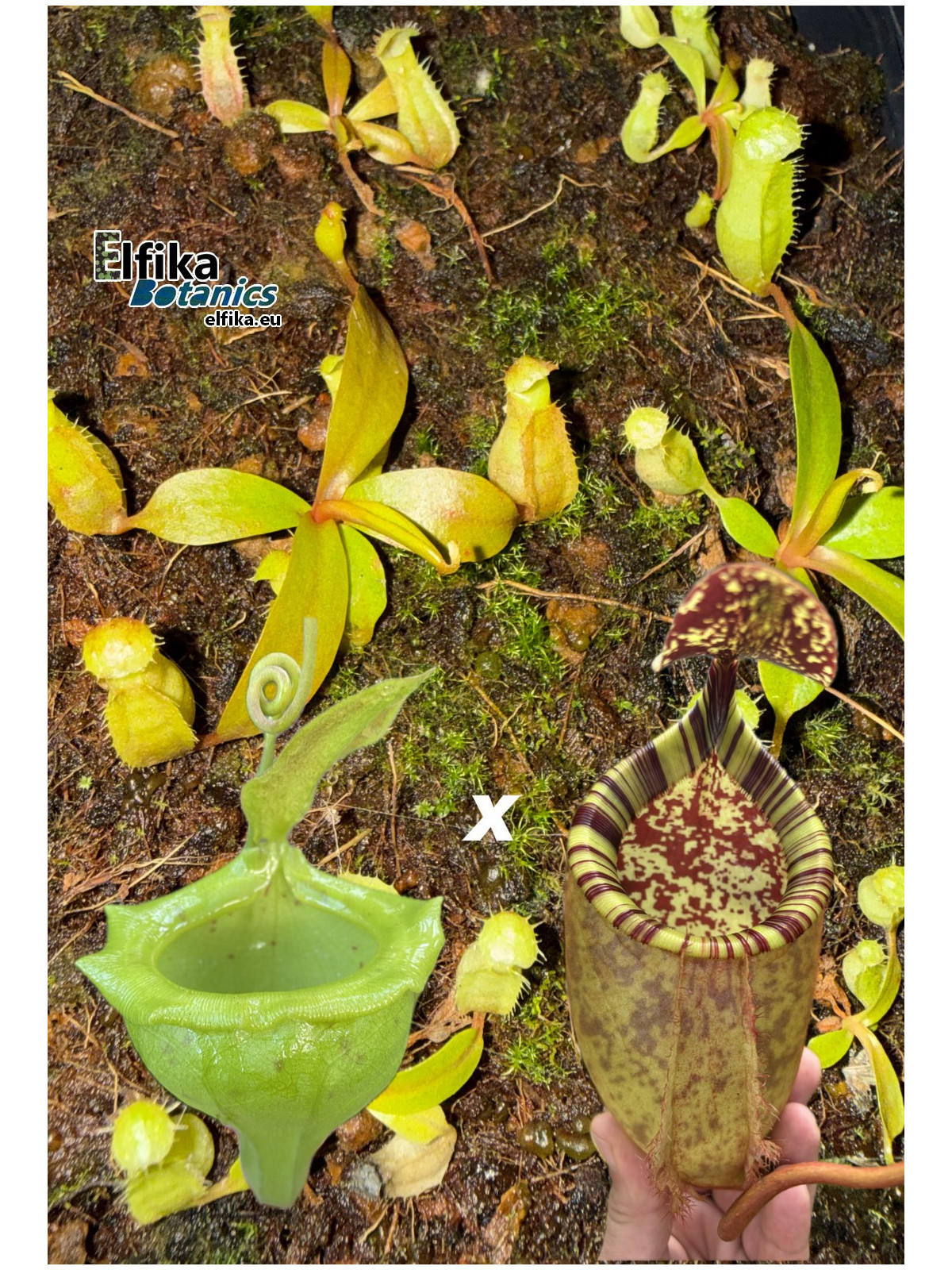 Nepenthes flava x palawanensis Jin Dan (gxEB24)