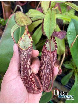 Nepenthes spectabilis Pangulubao (fem.)
