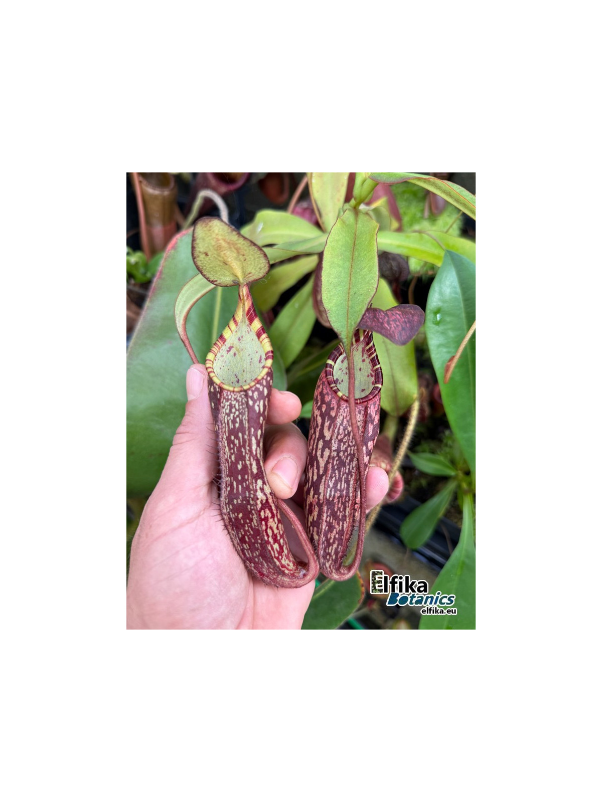 Nepenthes spectabilis Pangulubao (fem.)