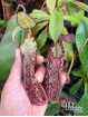 Nepenthes spectabilis Pangulubao (fem.)