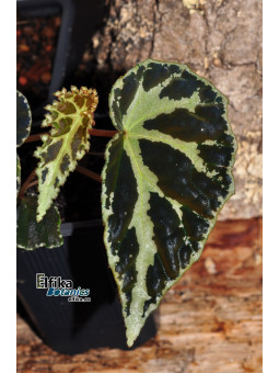 Begonia colorata x darthvaderiana (gxEB25)