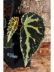 Begonia colorata x darthvaderiana (gxEB25)