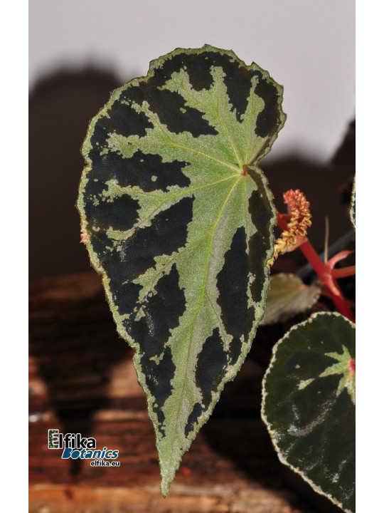 Begonia colorata x darthvaderiana (gxEB25)