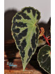 Begonia colorata x darthvaderiana (gxEB25)