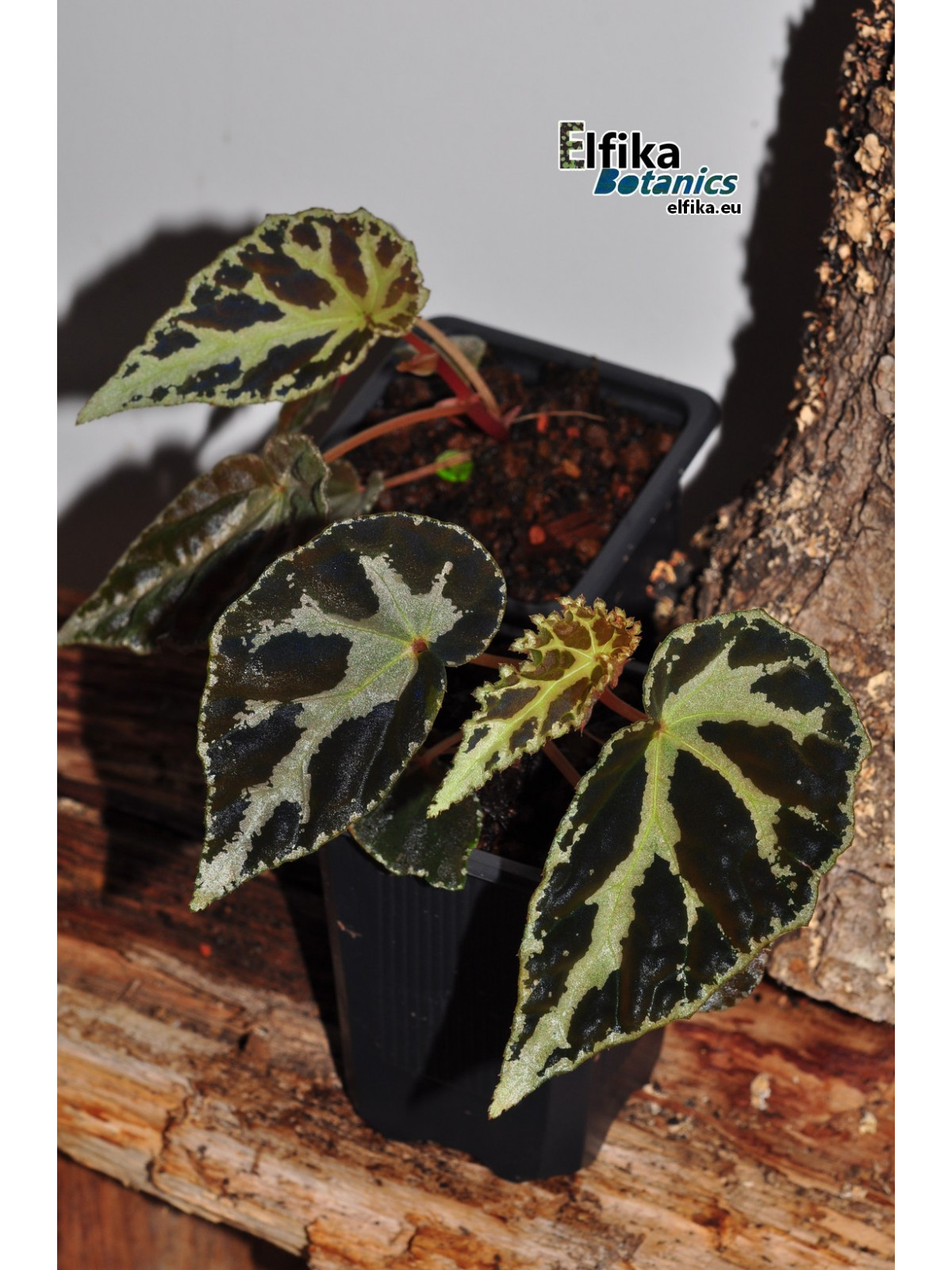 Begonia colorata x darthvaderiana (gxEB25)