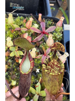 Nepenthes lavicola Telong x palawanensis Jin Dan (gxEB23)