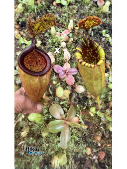 Nepenthes palawanensis LinLin x Jin Dan (gxEB24)