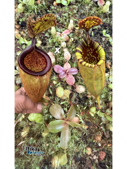 Nepenthes palawanensis LinLin x Jin Dan (gxEB24)