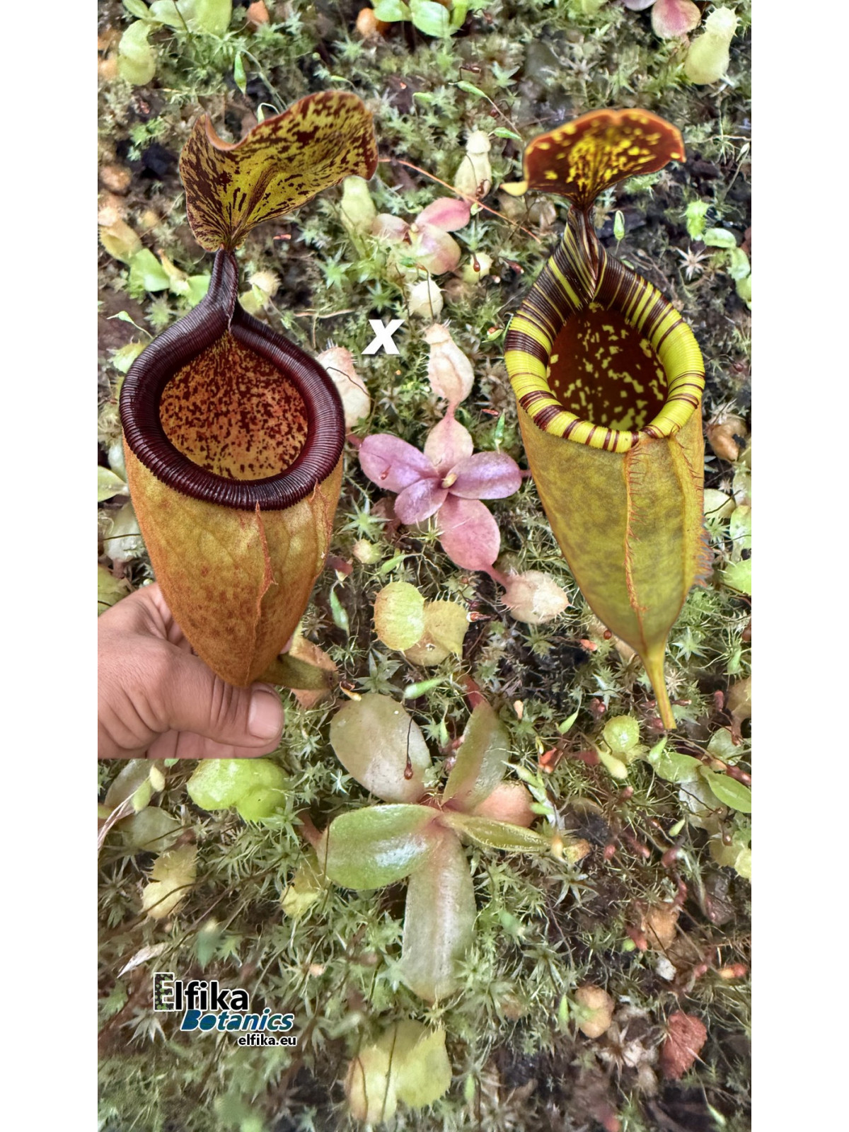 Nepenthes palawanensis LinLin x Jin Dan (gxEB24)