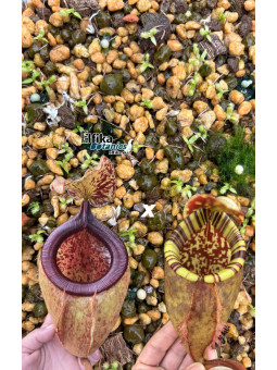 Nepenthes palawanensis LinLin x Jin Dan (gxEB24)