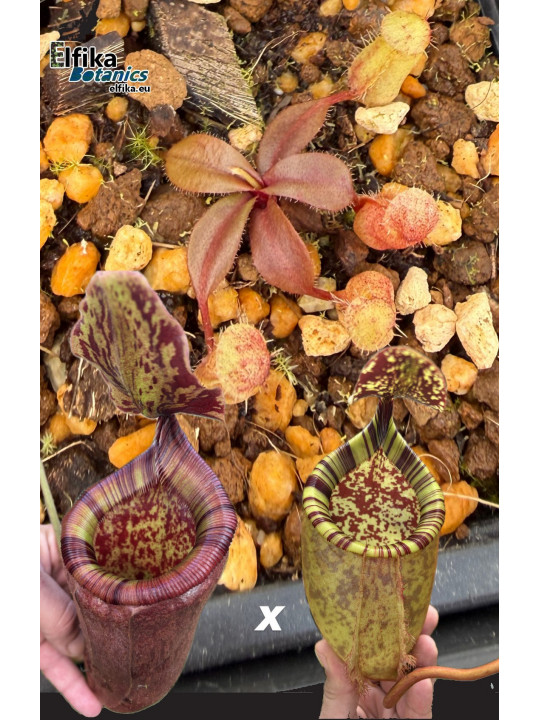 Nepenthes palawanensis Boa x Jin Dan (gxEB24)