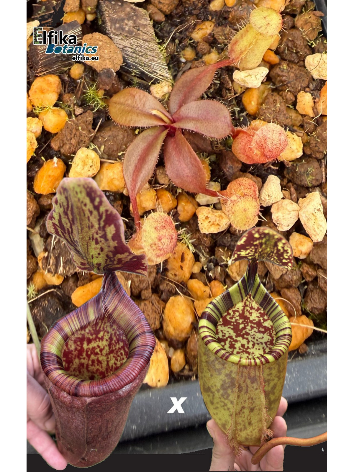 Nepenthes palawanensis Boa x Jin Dan (gxEB24)