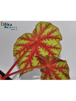 Begonia pseudoedulis Shiwanshan