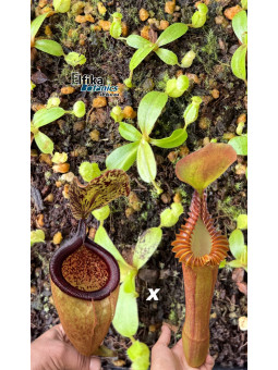 Nepenthes palawanensis LinLin x edwardsiana T1 (gxEB24)