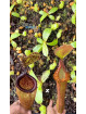 Nepenthes palawanensis LinLin x edwardsiana T1 (gxEB24)