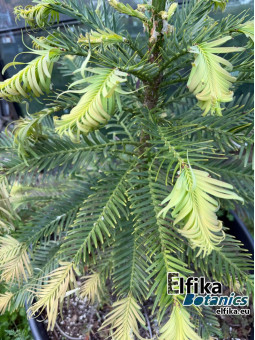 copy of Araucaria bidwillii