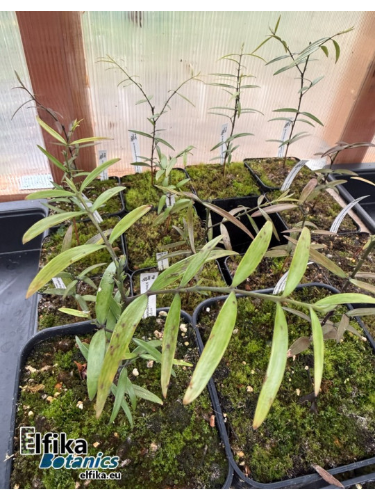 Agathis australis Trounson Kauri Forest, NZ