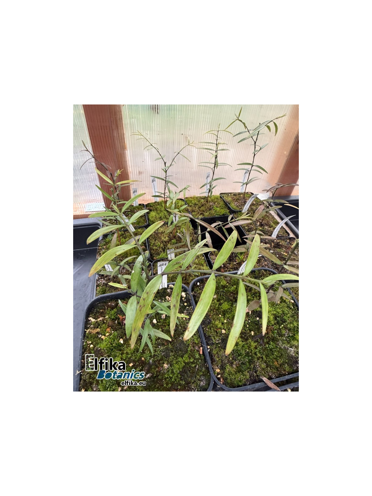Agathis australis Trounson Kauri Forest, NZ