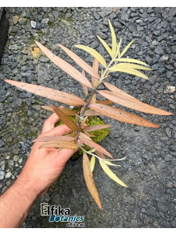 Agathis australis Trounson Kauri Forest, NZ