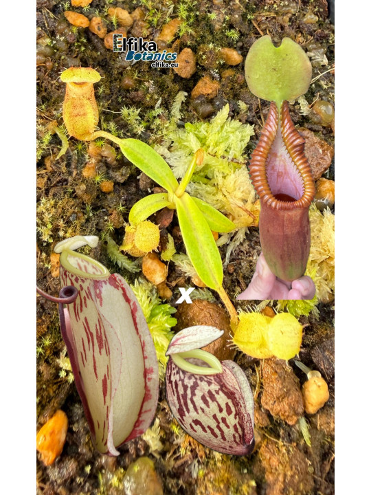 Nepenthes glabrata Katopasa x macrophylla T1 (gxEB24)