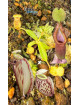 Nepenthes glabrata Katopasa x macrophylla T1 (gxEB24)