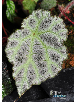 Begonia arachnoidea (SuperWhite morph)