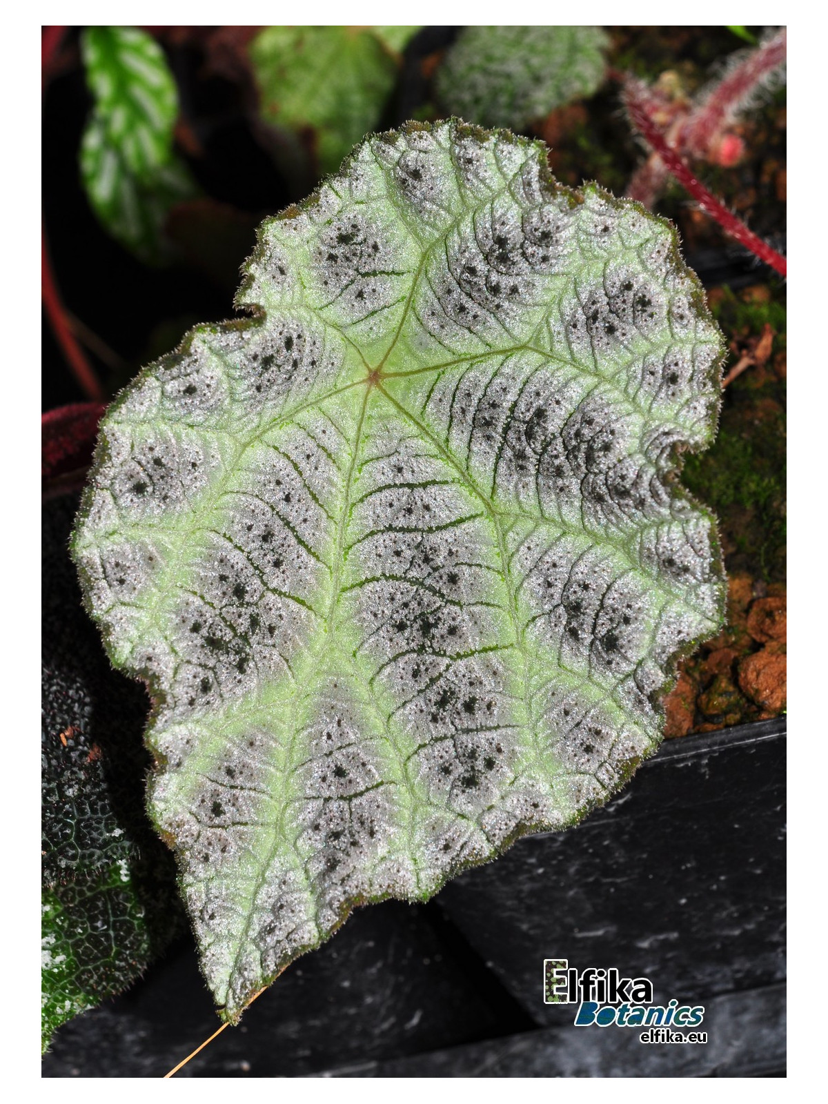 Begonia arachnoidea (SuperWhite morph)