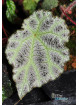 Begonia arachnoidea (SuperWhite morph)