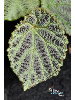 Begonia arachnoidea (SuperWhite morph)