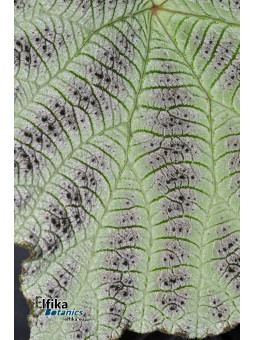 Begonia arachnoidea (SuperWhite morph)