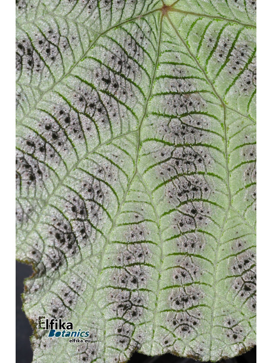 Begonia arachnoidea (SuperWhite morph)