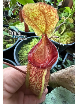 Nepenthes sibuyanensis x hamata (male)