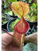 Nepenthes sibuyanensis x hamata (male)