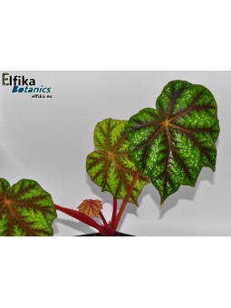 Begonia pseudoedulis Shiwanshan