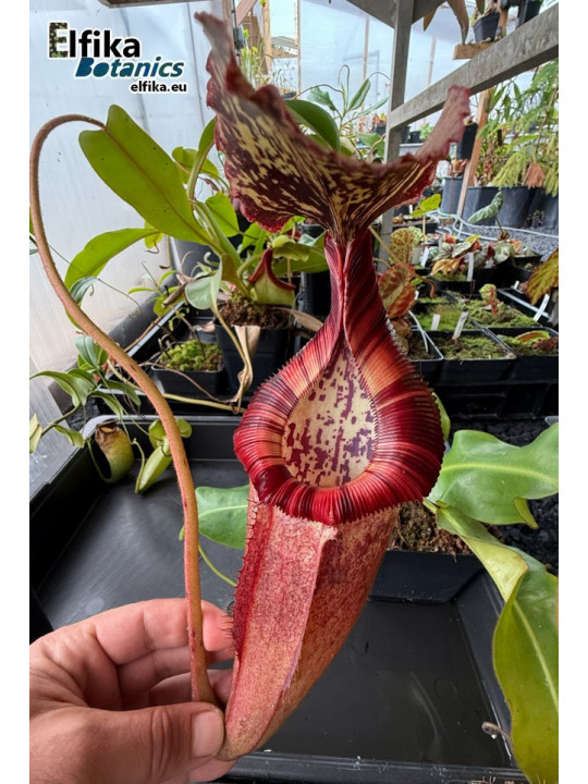 Nepenthes burbidgeae x edwardsiana (male)