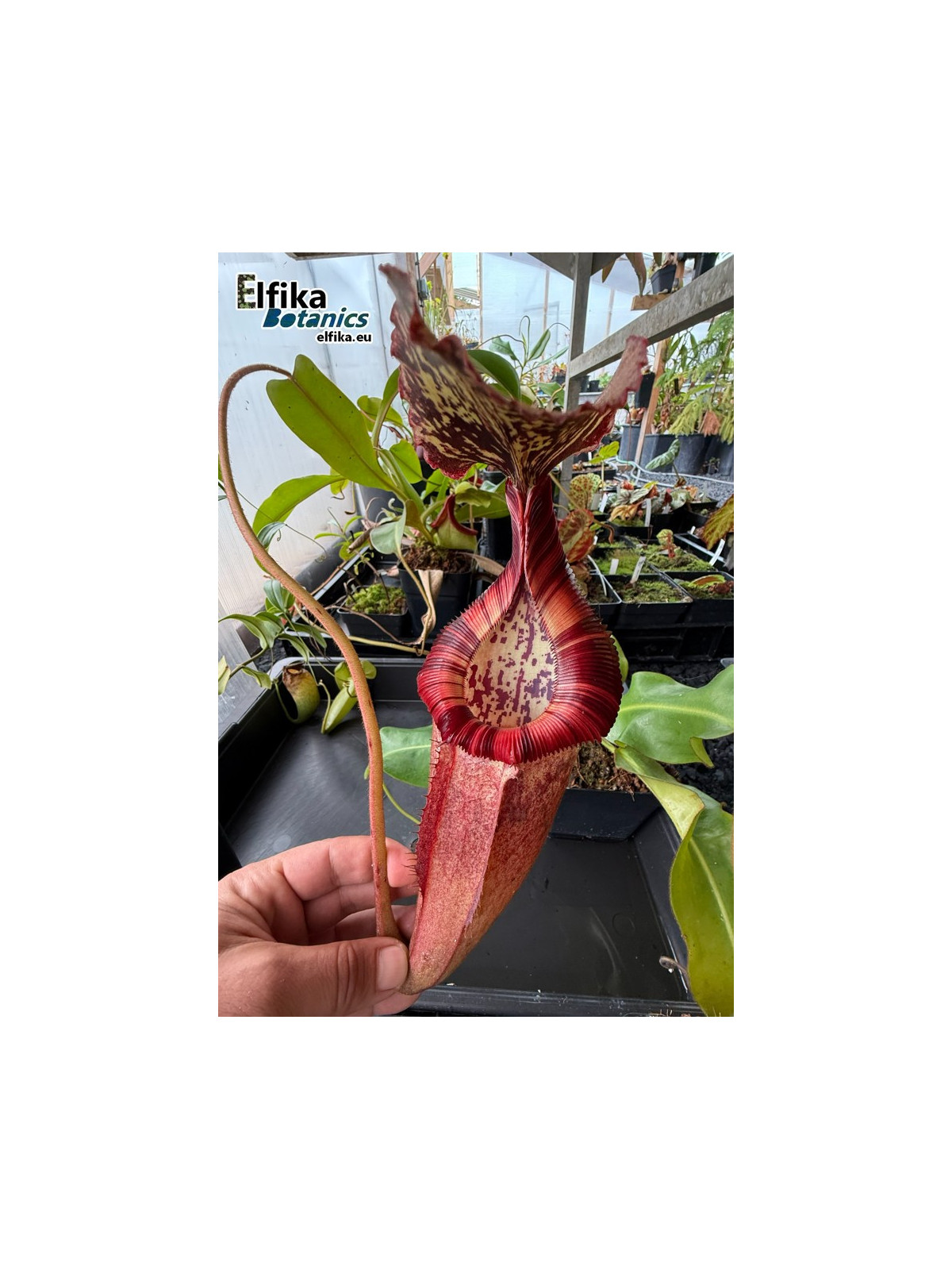 Nepenthes burbidgeae x edwardsiana (male)