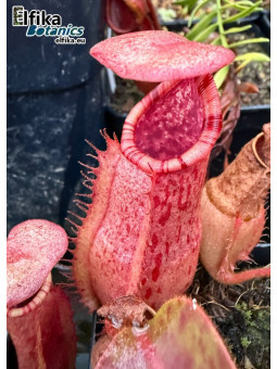 Nepenthes bokorensis x veitchii Candy