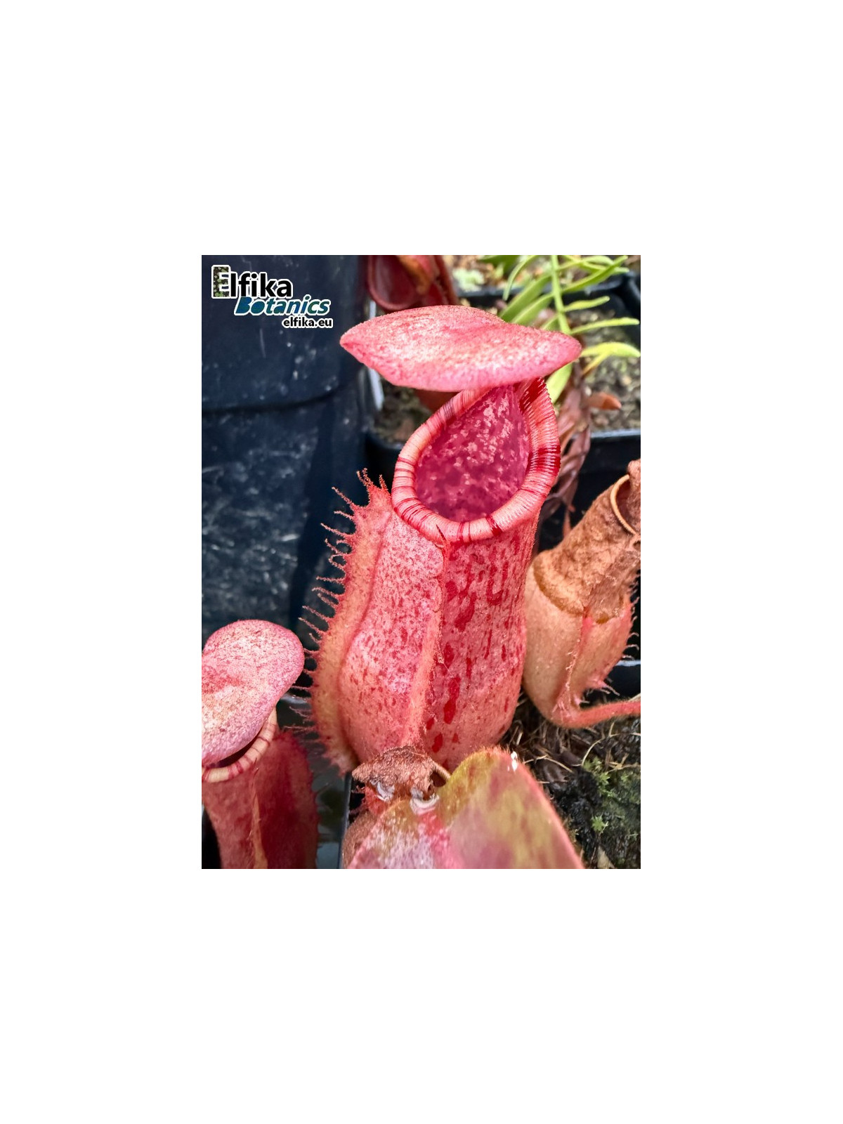 Nepenthes bokorensis x veitchii Candy
