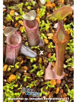 Nepenthes sp. tenuidon x edwardsiana T1 (gxEB24)