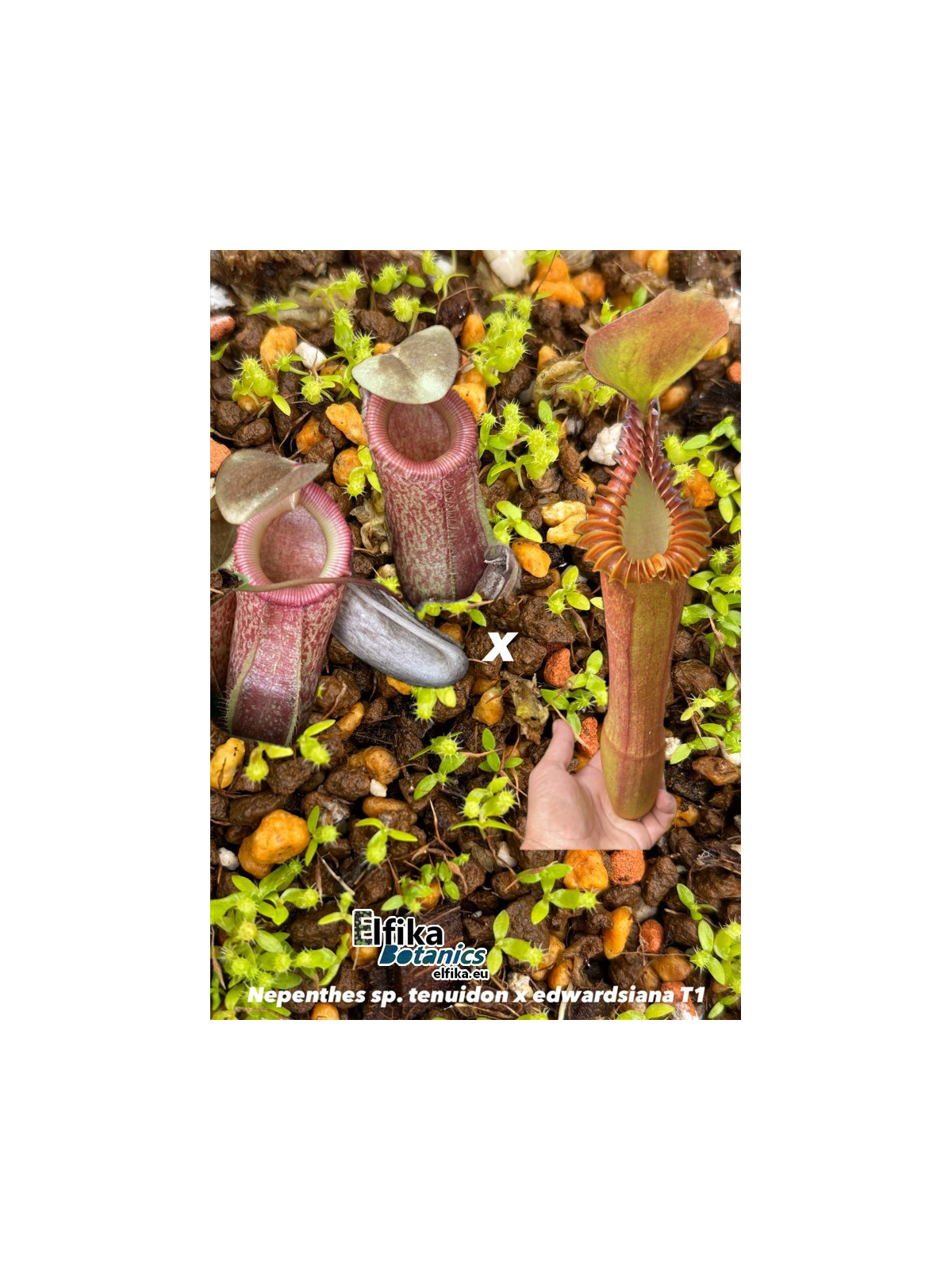 Nepenthes sp. tenuidon x edwardsiana T1 (gxEB24)