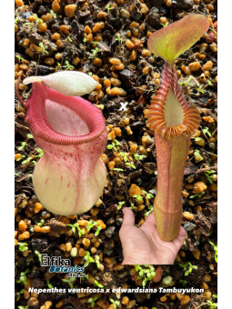 Nepenthes ventricosa x edwardsiana T1 (gxEB24)