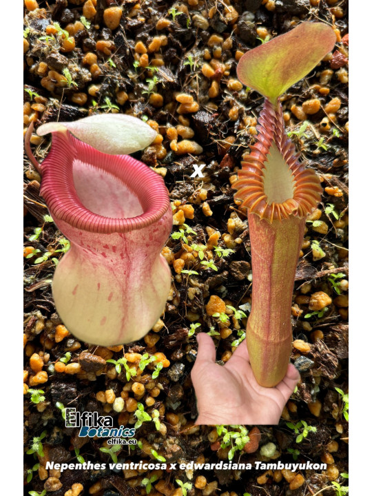 Nepenthes ventricosa x edwardsiana T1 (gxEB24)